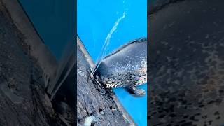 XL Seal Clogs Drain for FUN—Holds Breath 30Min! #animals #shortfeed #lovestory #science #seals