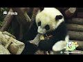 Panda Cub Gets Startled... Twice | iPanda