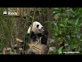 Panda Cub Gets Startled... Twice | iPanda
