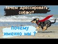 Зачем дрессировать собаку и почему именно мы