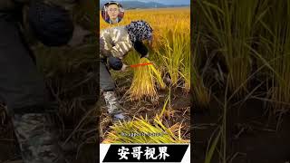 #乡村故事 #感人故事 #打工日记 #viral #reallifevlog