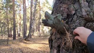 картинка: ASMR🪾🍂🍁🍀ПРОГУЛКА В ЛЕСУ(ОТРЫВОК) ПОЛНОЕ ЧИДЕО НА СТАРОМ КАНАЛЕ🍀🍁🍂🪾