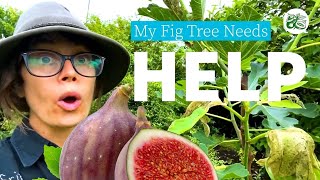 My Fig Needs Help!! (Fig Leaf Beetle)