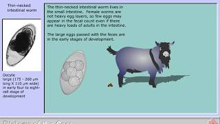 Life cycle of Nematodirus spathiger - Thin-necked intestinal worm