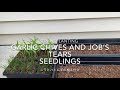 【 Transplanting Garlic chives and Job’s tears seedlings 】ニラとハトムギ/数珠玉の植え付け