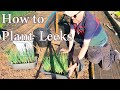 Allotment diary  the best way to transplant leeks