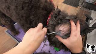 Doodle Infected Ears?!?
