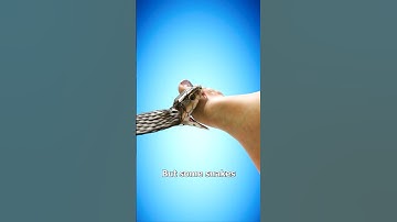 Thumbnail of What Happens When a Snake Bites You? 🤔