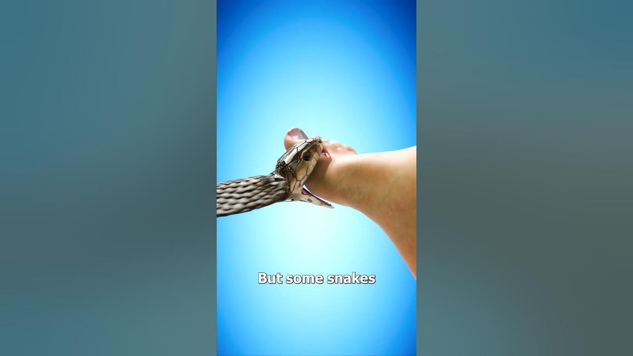 What Happens When a Snake Bites You? 🤔