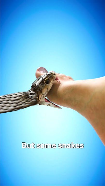 What Happens When a Snake Bites You? 🤔