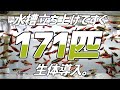 【一発立ち上げ】水槽立ち上げ後すぐに大量の生体を入れる方法を教えます。#102【アクアリウム】