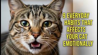 Stop Doing These 9 Things to Your Cat
