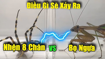 Điều Gì Sẽ Xảy Ra Khi Nhện 8 Chân Đại Chiến Với Bọ Ngựa