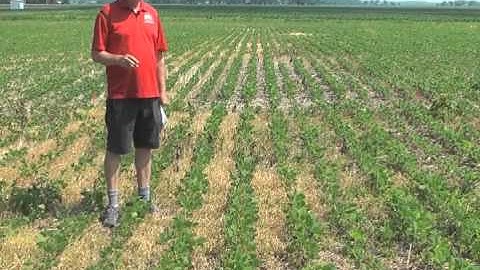 Spring management of residual herbicides for marestail control
