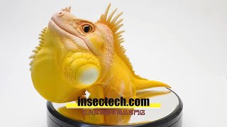 イグアナ アクリル画 楽天市場】爬虫類 イグアナ（インテリア・寝具・収納）の通販