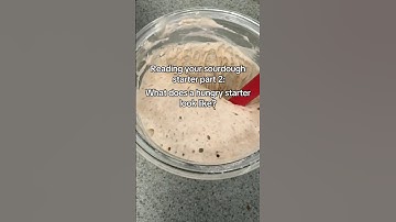 What does a hungry sourdough starter look like?