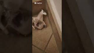 Kristallhaars auszug 