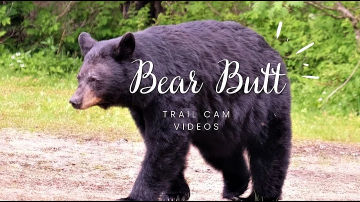 Bear Butt Video (9 of 9)