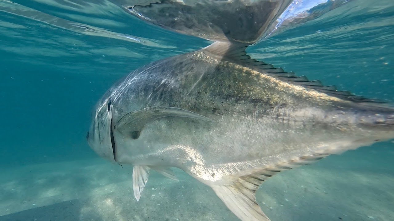 BAJA SURF FISHING MAGIC PUNTA ARENA YouTube