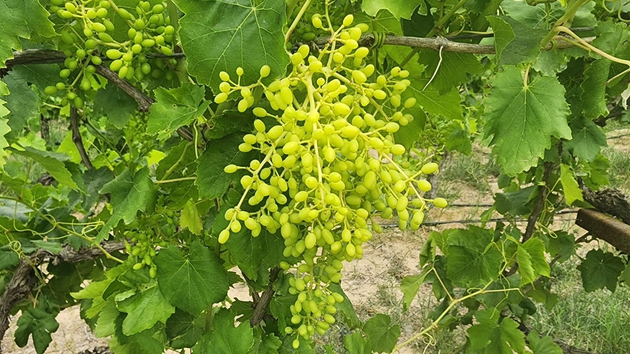 العنب البناتي وملاحظات مهمة بعد انتهاء التحجيم في التسميد والمكافحة للحصول علي إنتاجية عالية