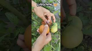 Gardening 🧺#homefarming #shorts #organic #garden #healthy #gardening #harvest #authentic #vegetables