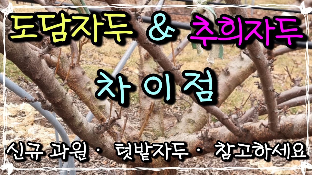 도담자두 & 추희자두 차이점 알아봅니다 #자두묘목 #자두품종 #자두나무가지치기 #추희자두 #도담자두 #로얄대석#대석#진진자두 ...