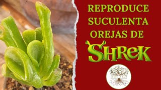 La mejor forma de reproducir CRASSULA OVATA GOLLUM/TROMPA DE ELEFANTE/OREJAS DE SHREK.