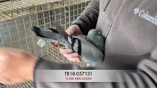 TR18-057131 (%100 VAN LOON)