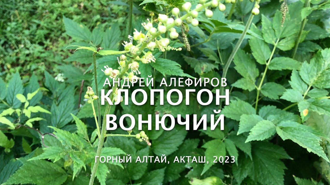 Клопогон вонючий. Алефиров А.Н.