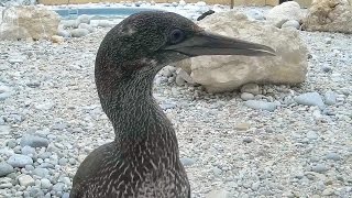 APSS - African Penguin & Seabird Sanctuary, Kleinbaai