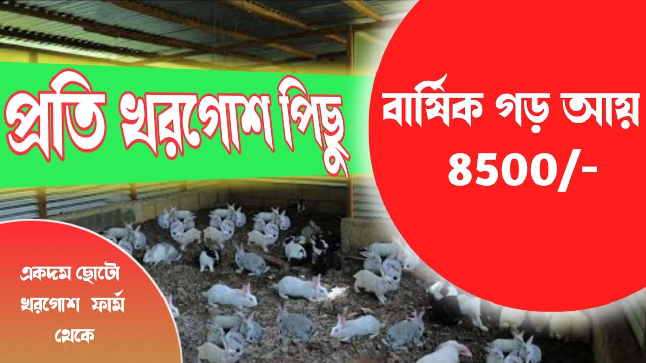 খরগোশ পালনে লাভ।Profits in raising rabbits YouTube