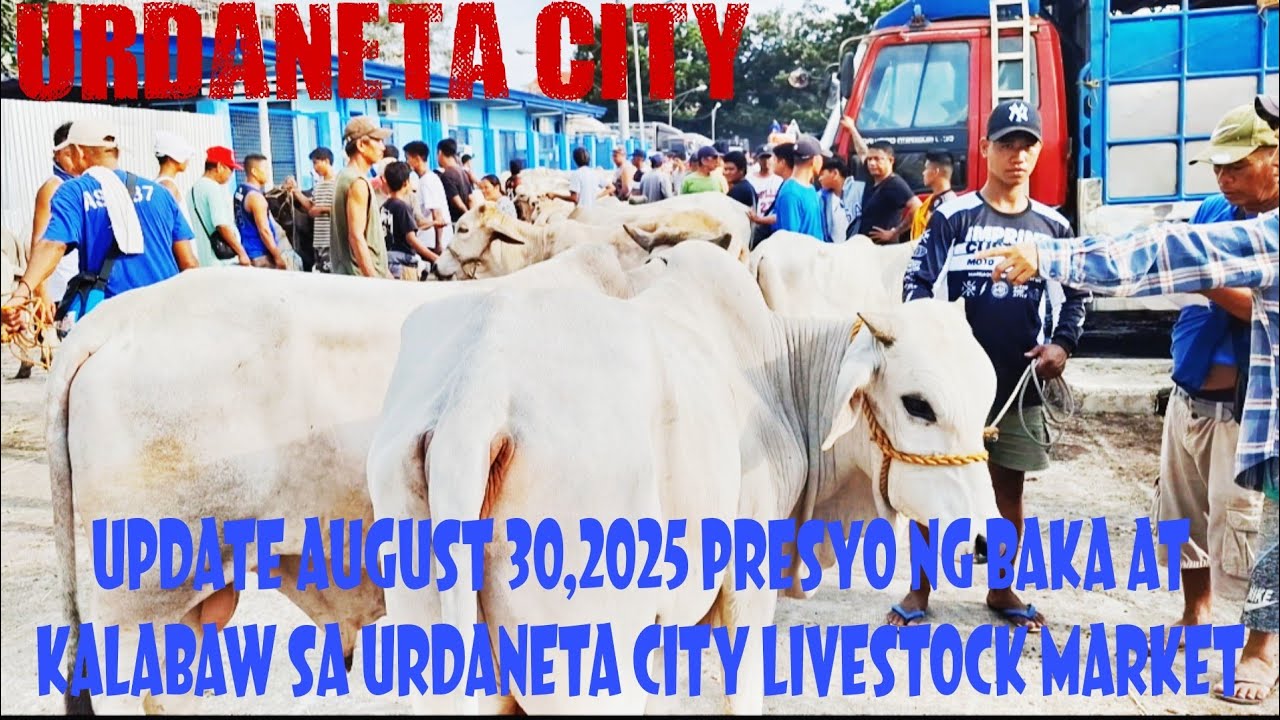 Presyo ng Baka at Kalabaw Update August30, 2025 Urdaneta City Livestock Market #cow #livestockmarket