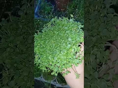Vídeo: Pots menjar mentha longifolia?