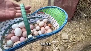 【My Farm Life｜動物たちと農家生活】さあ、さあ、卵拾いを始めよう！ 素晴らしい一日だった。Collecting Eggs #farmsfarmers #breeding #eggs