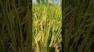 Green paddy field view #shorts #gozol