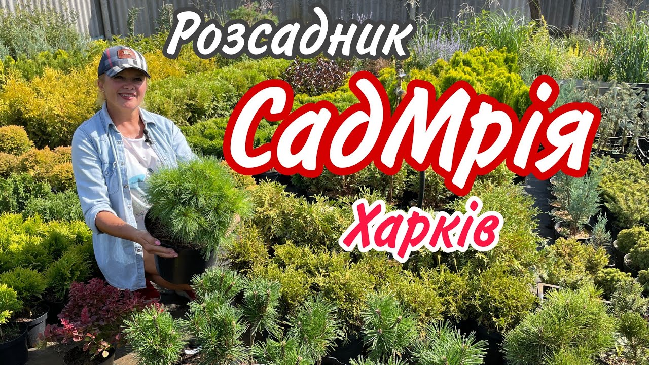 Розсадник СадМрія Харків. Вибір за вами.