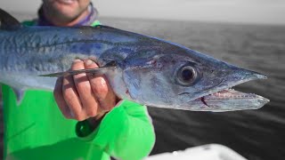 King Mackerel Trolling The Tampa Bay Shipping Channel Offshore