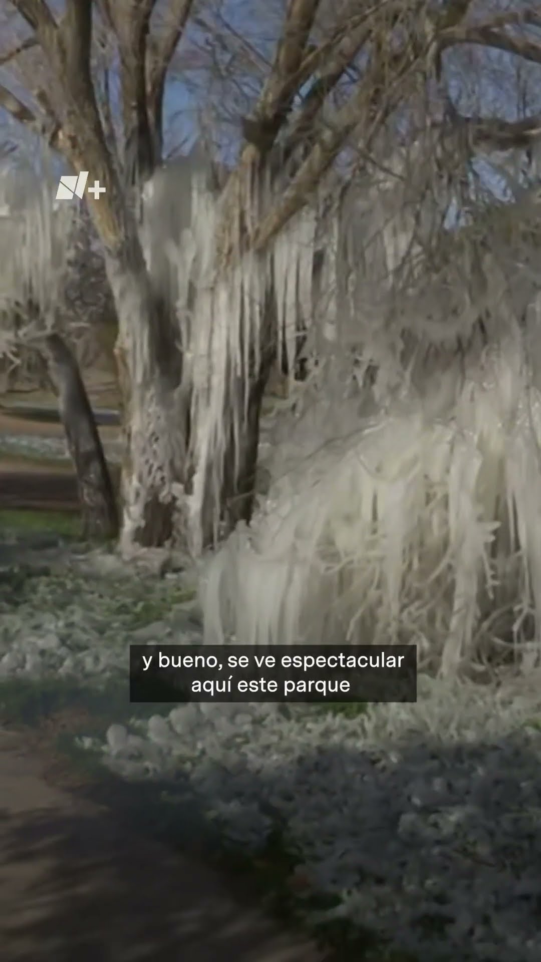 ¡Espectacular paisaje congelado! Así luce el parque El Chamizal en Chihuahua - N+ #Shorts
