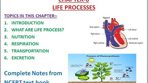 Life Processes, Chapter-6|Class-10 Science, CBSE\NCERT (part-2)