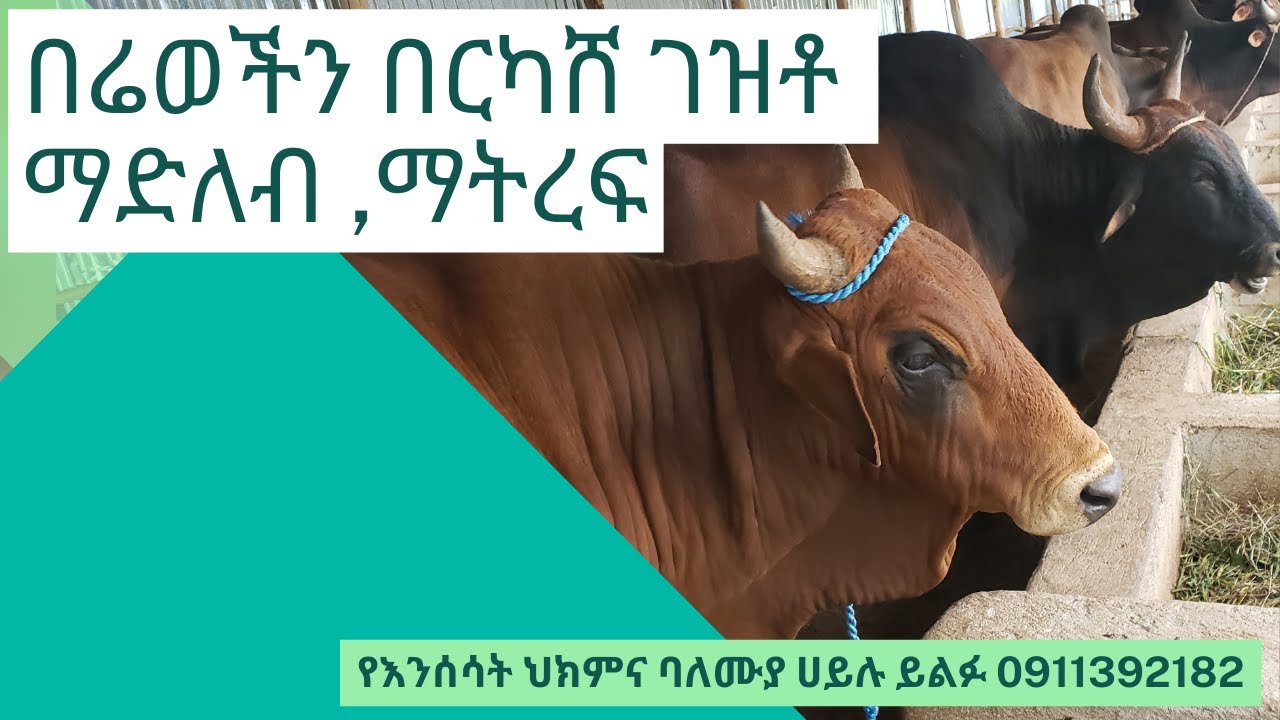 በሬወችን በርካሸ ገዝቶ ማድለብ ቁጥር   1