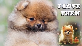 The Secret Behind The Irresistible Teddy Bear Face Of Pomeranian Puppies