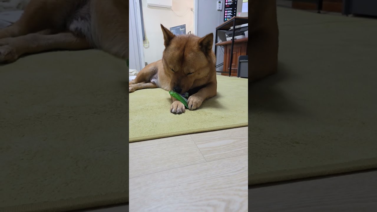 20260112 껌도 좋지만 Gum is good, too but - 따야 Ddaya🥰 