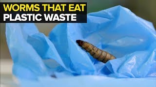 Worms the answer to India’s plastic waste crisis?