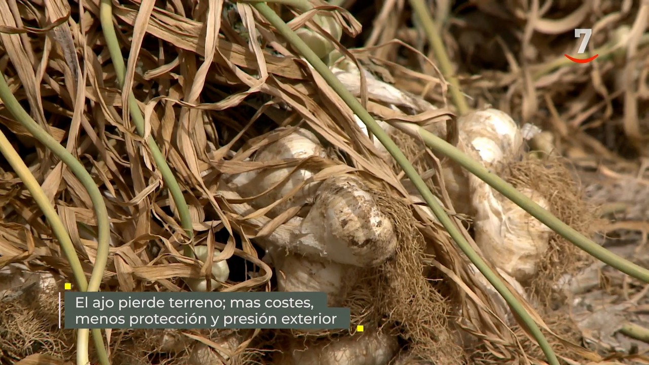 Flash El campo al día (27/03/2026): Ajo: pierde terreno, más costes, menos protección y presión