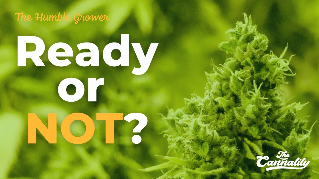 Before you harvest WATCH THIS 🎉