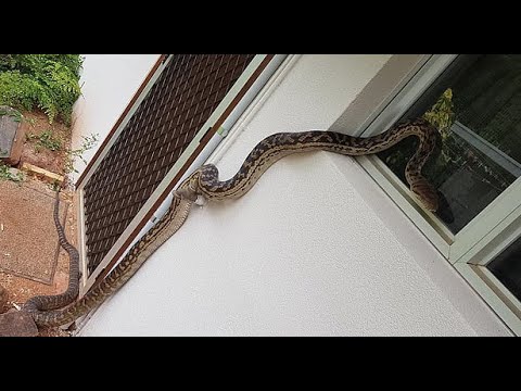 Video: Sa E Rrezikshme është Një Pickim Nepërkë