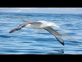 Fleetwood Mac - Albatross HD