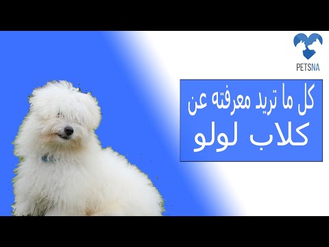 فيديو: 