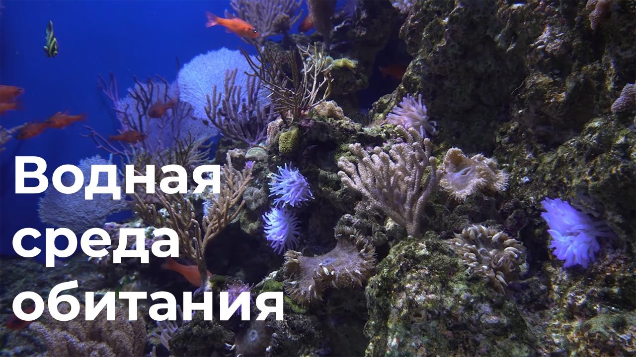 Водная среда обитания 5 класс