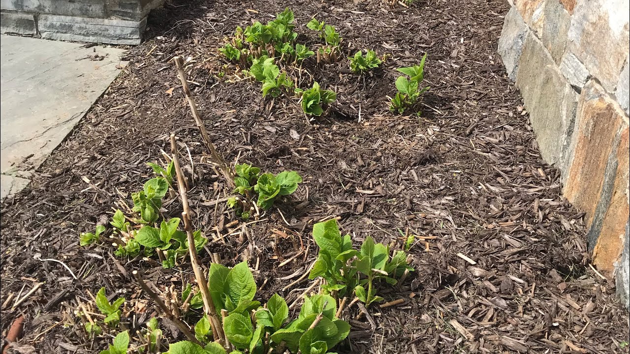 Pruning the Mophead Hydrangeas and its cultivars YouTube